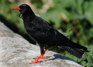 Chough